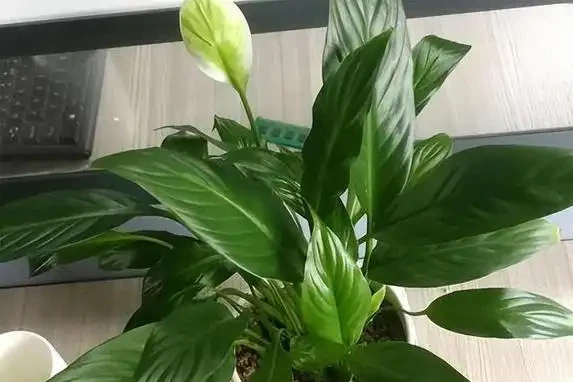 白鶴芋葉子蔫了咋救？3個原因揭秘，澆水不當最致命