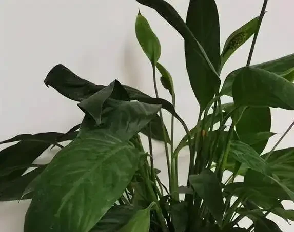 白鶴芋葉子蔫了咋救？3個原因揭秘，澆水不當最致命