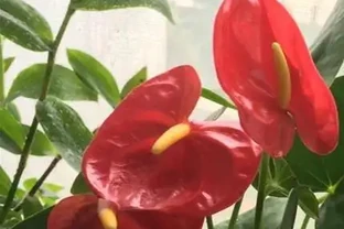 火鶴花葉子發黃咋辦？3個小妙招，7天變綠花更紅