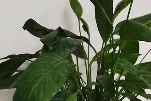 白鶴芋葉子蔫了咋救？3個原因揭秘，澆水不當最致命