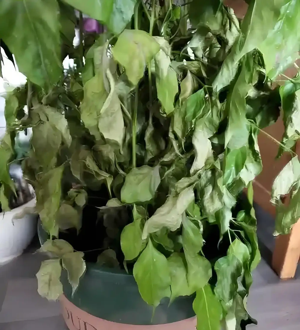 幸福樹幹枯落葉的急救指南：讓綠意重歸生活