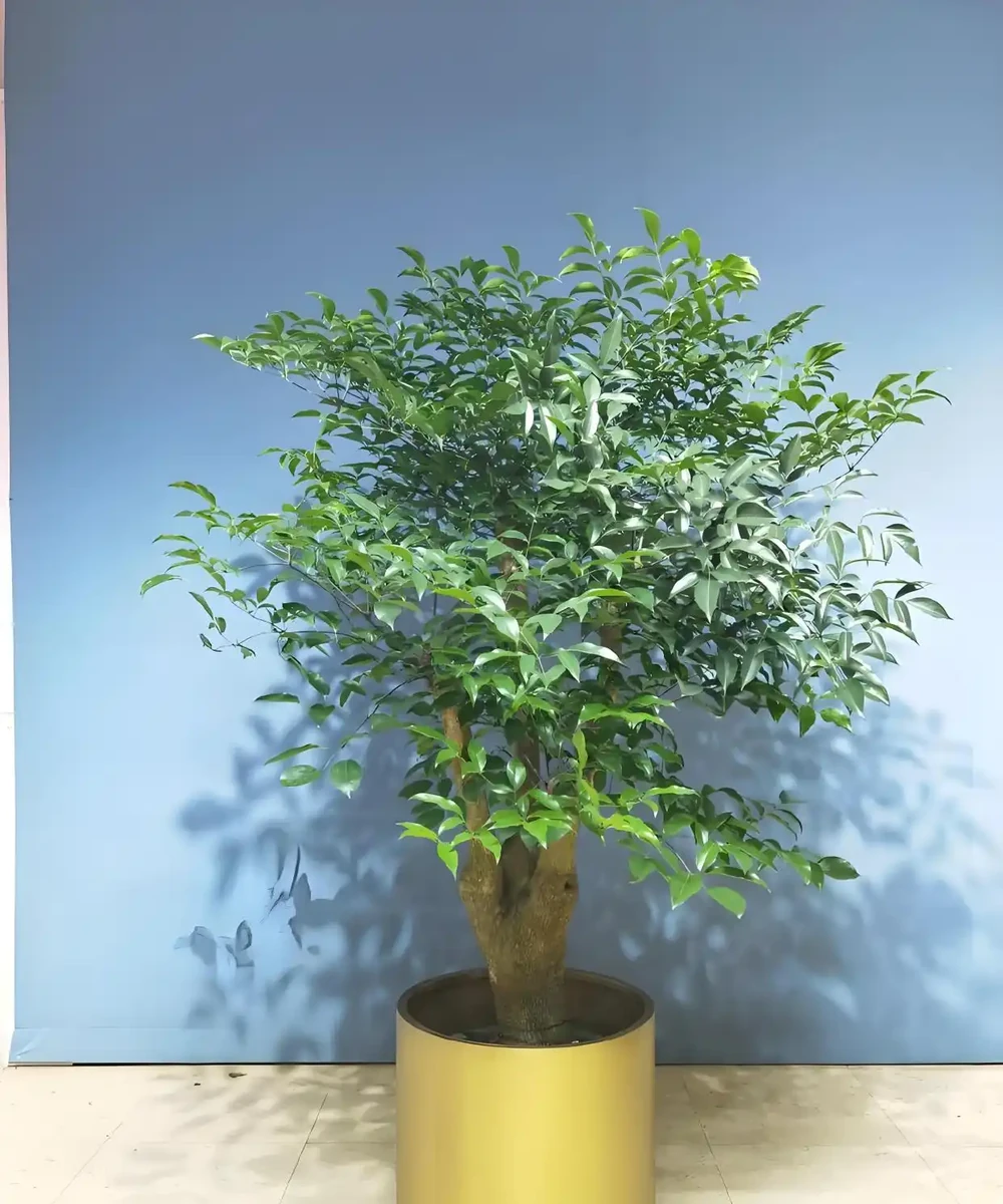 幸福樹幹枯落葉的急救指南：讓綠意重歸生活