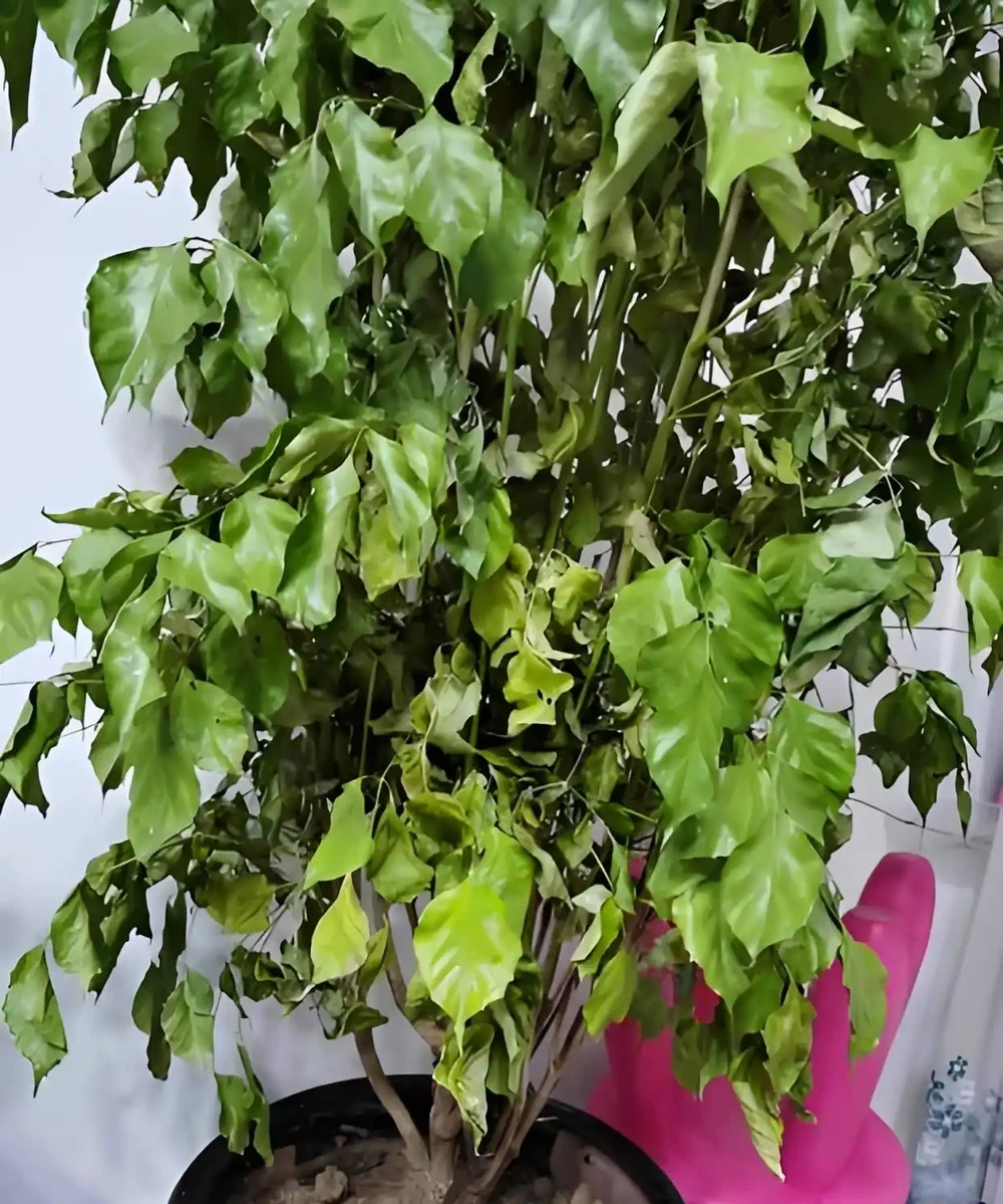 幸福樹幹枯落葉的急救指南：讓綠意重歸生活