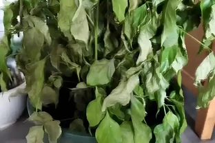 幸福樹幹枯落葉的急救指南：讓綠意重歸生活
