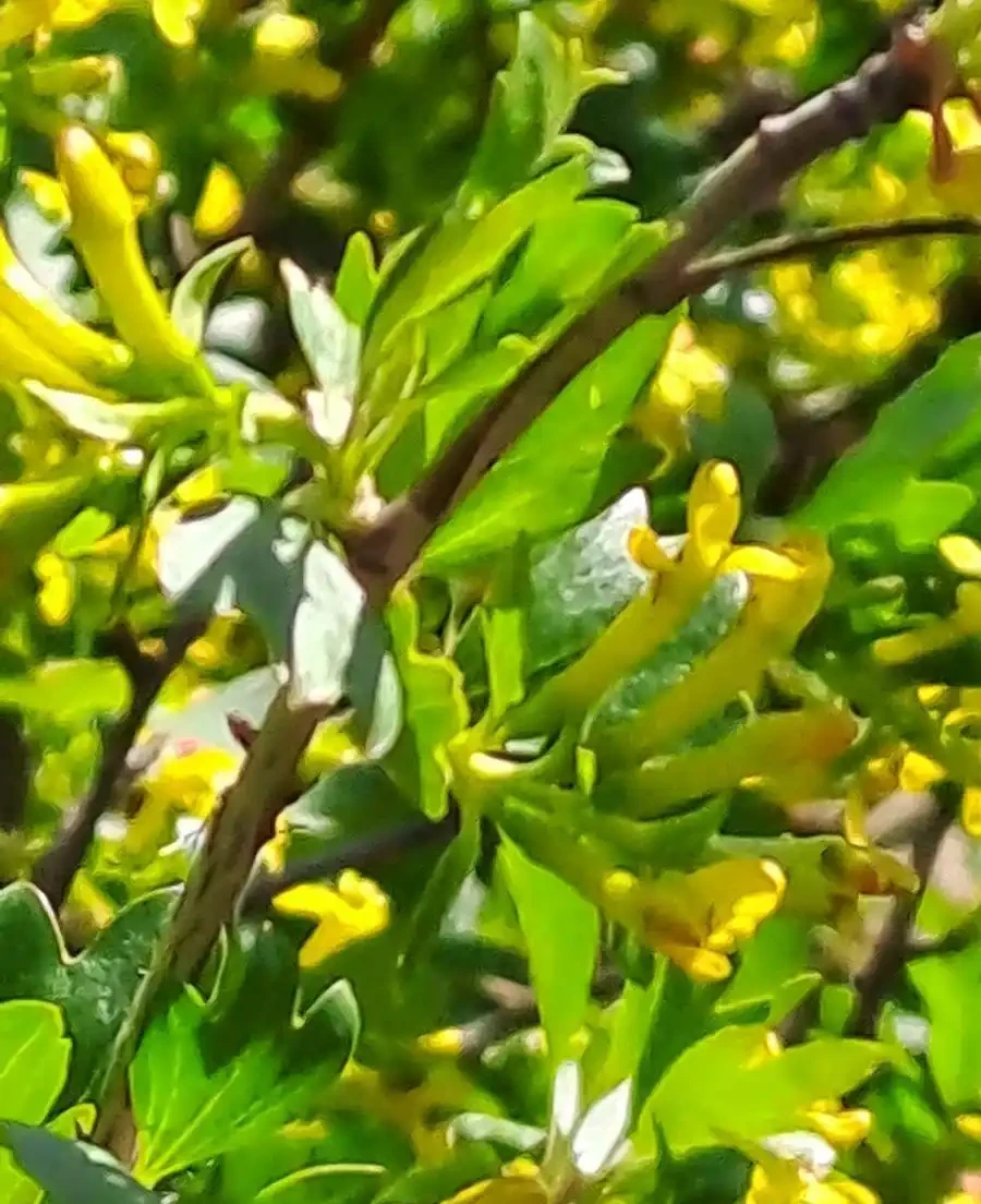 四季不落葉的爬藤植物有哪些