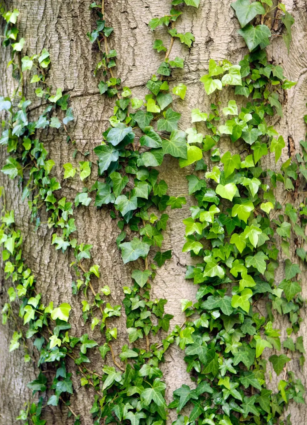 四季不落葉的爬藤植物有哪些