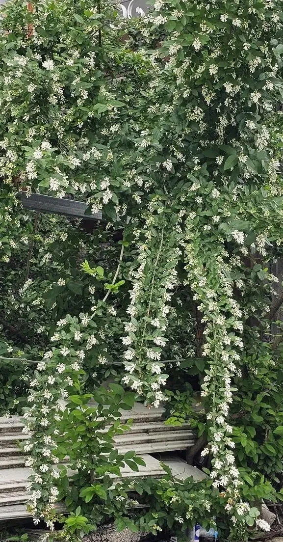 四季不落葉的爬藤植物有哪些