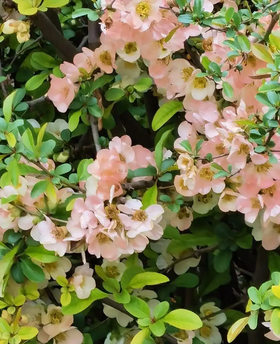 四季不落葉的爬藤植物有哪些