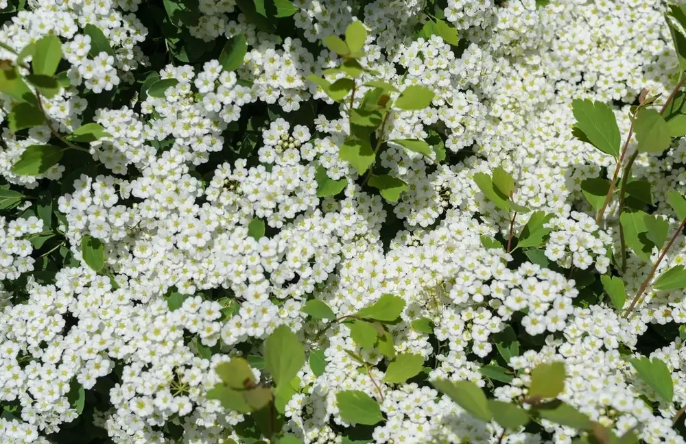 四季不落葉的爬藤植物有哪些