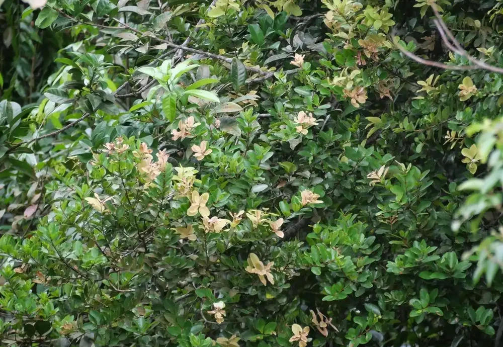 四季不落葉的爬藤植物有哪些