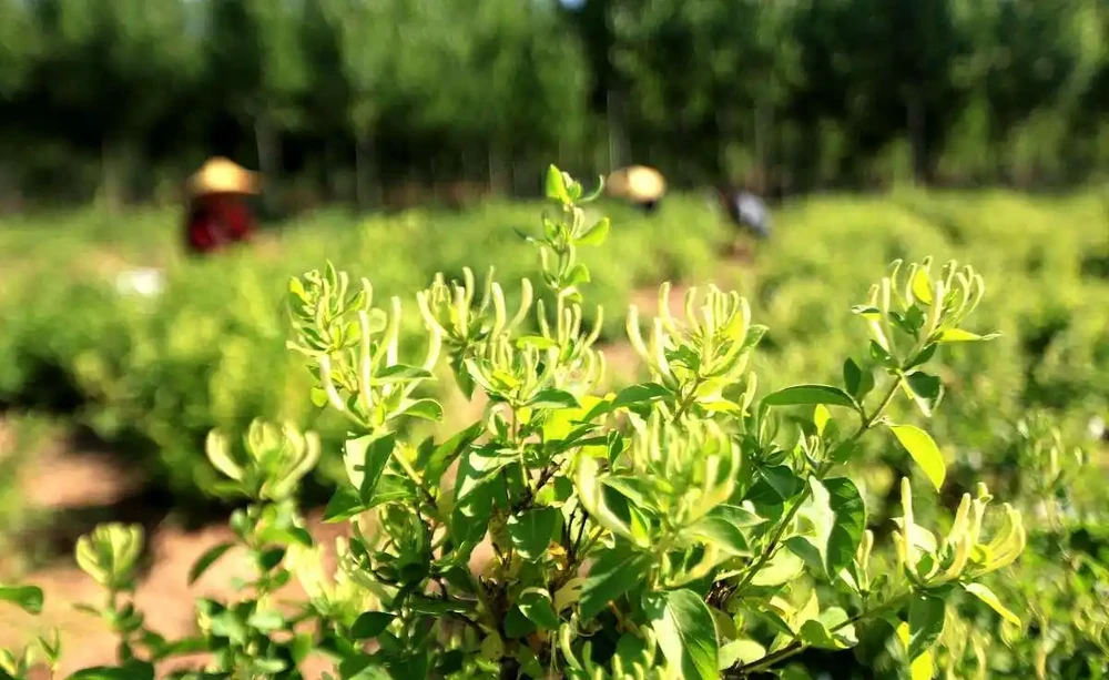 四季不落葉的爬藤植物有哪些
