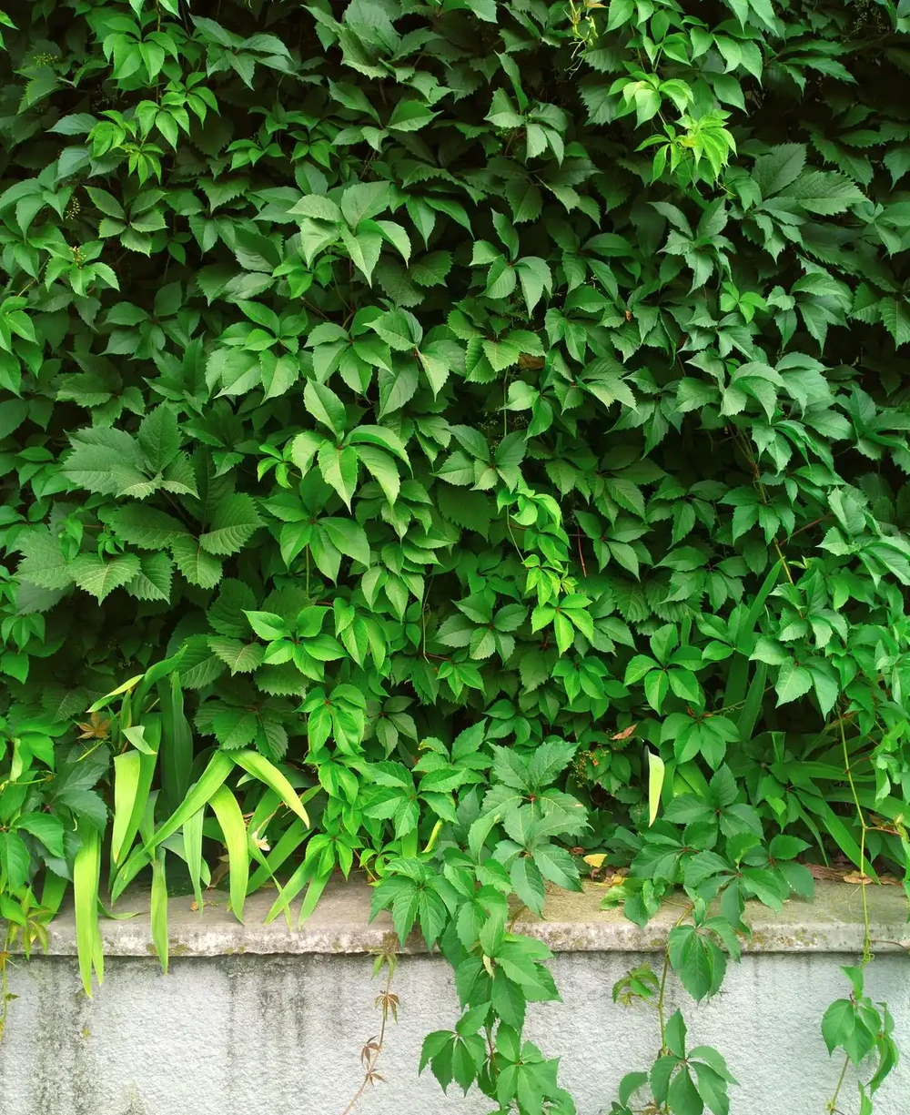 四季不落葉的爬藤植物有哪些