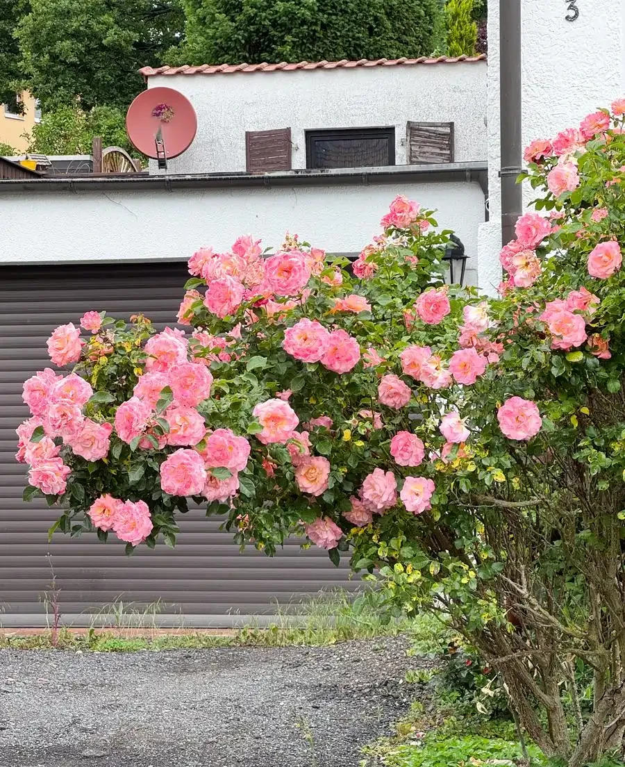 四季不落葉的爬藤植物有哪些