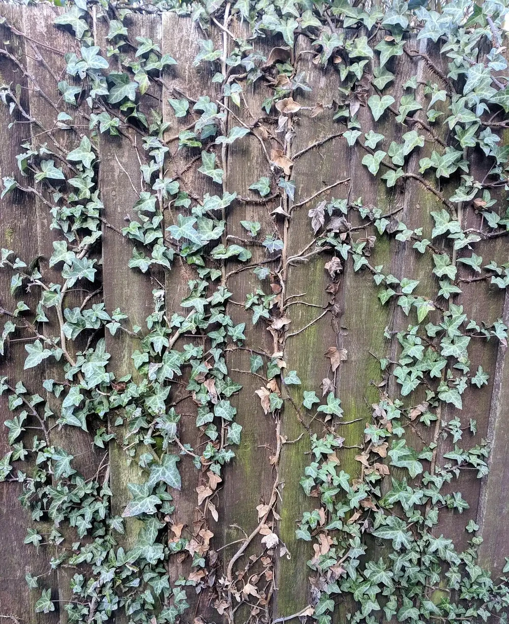 四季不落葉的爬藤植物有哪些