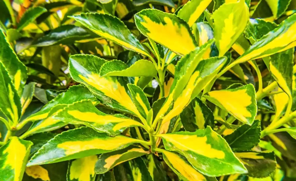 四季不落葉的爬藤植物有哪些