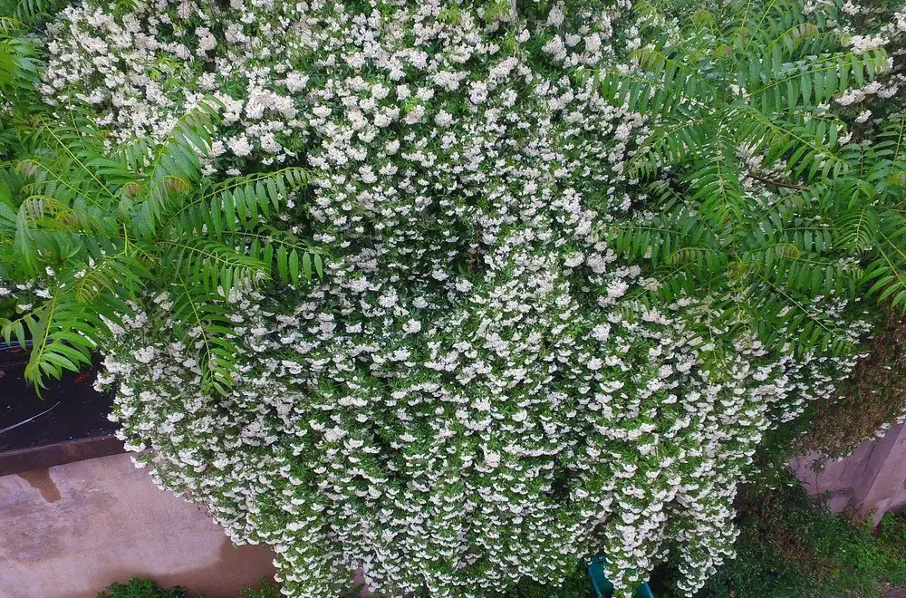四季不落葉的爬藤植物有哪些