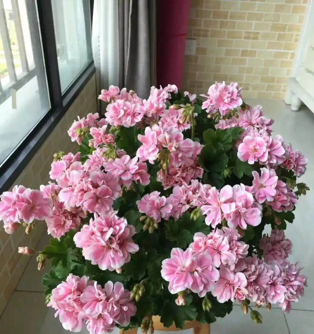 別再亂養花了，這10種花寓意好又好養，養起來旺人、旺宅！