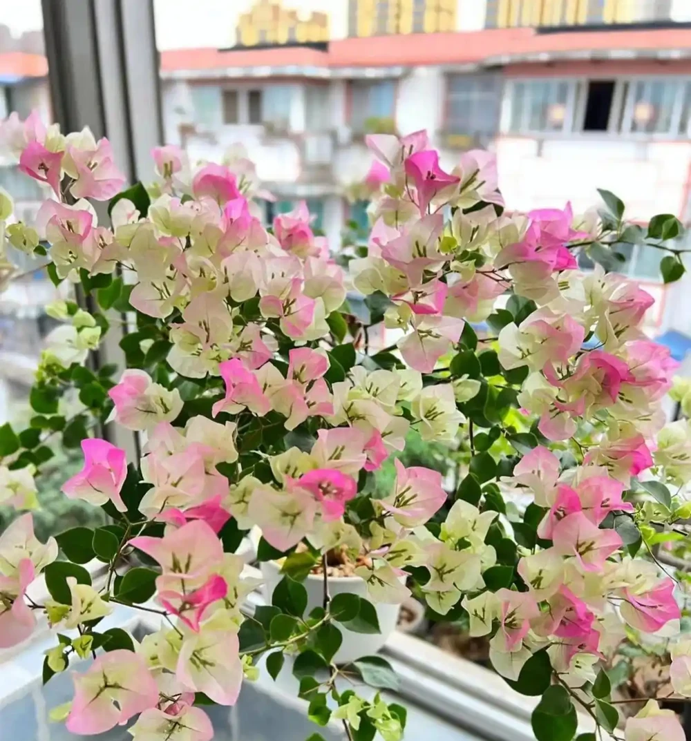 別再亂養花了，這10種花寓意好又好養，養起來旺人、旺宅！