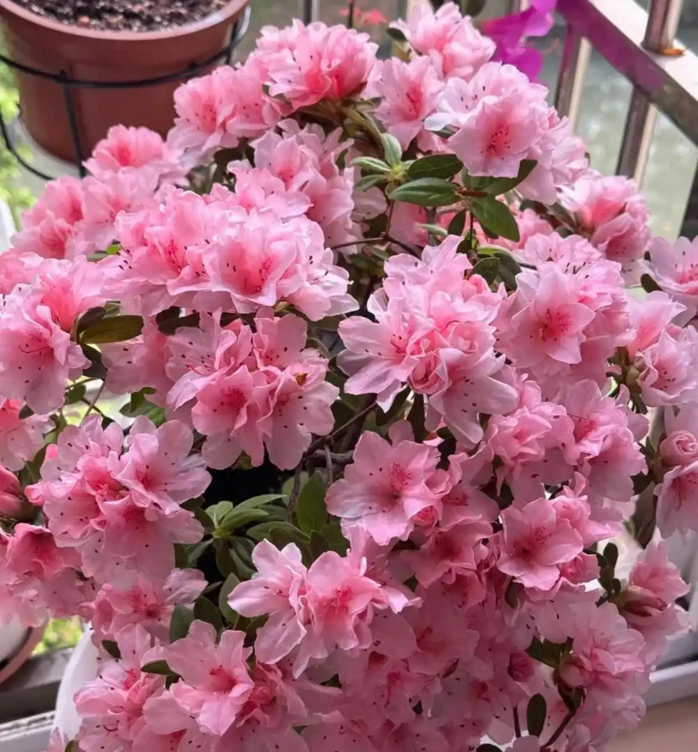 別再亂養花了，這10種花寓意好又好養，養起來旺人、旺宅！