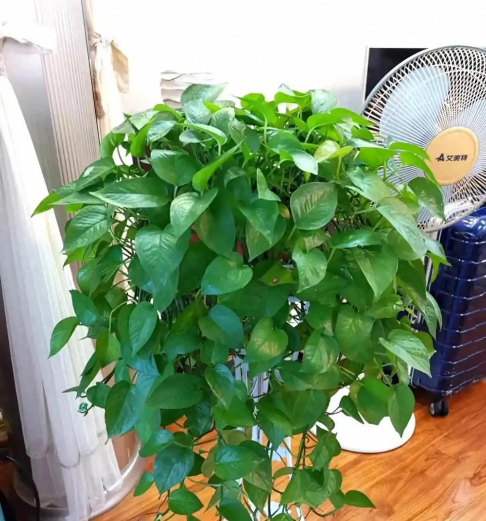 別再亂養花了，這10種花寓意好又好養，養起來旺人、旺宅！