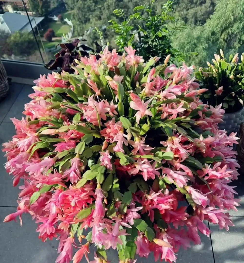 別再亂養花了，這10種花寓意好又好養，養起來旺人、旺宅！