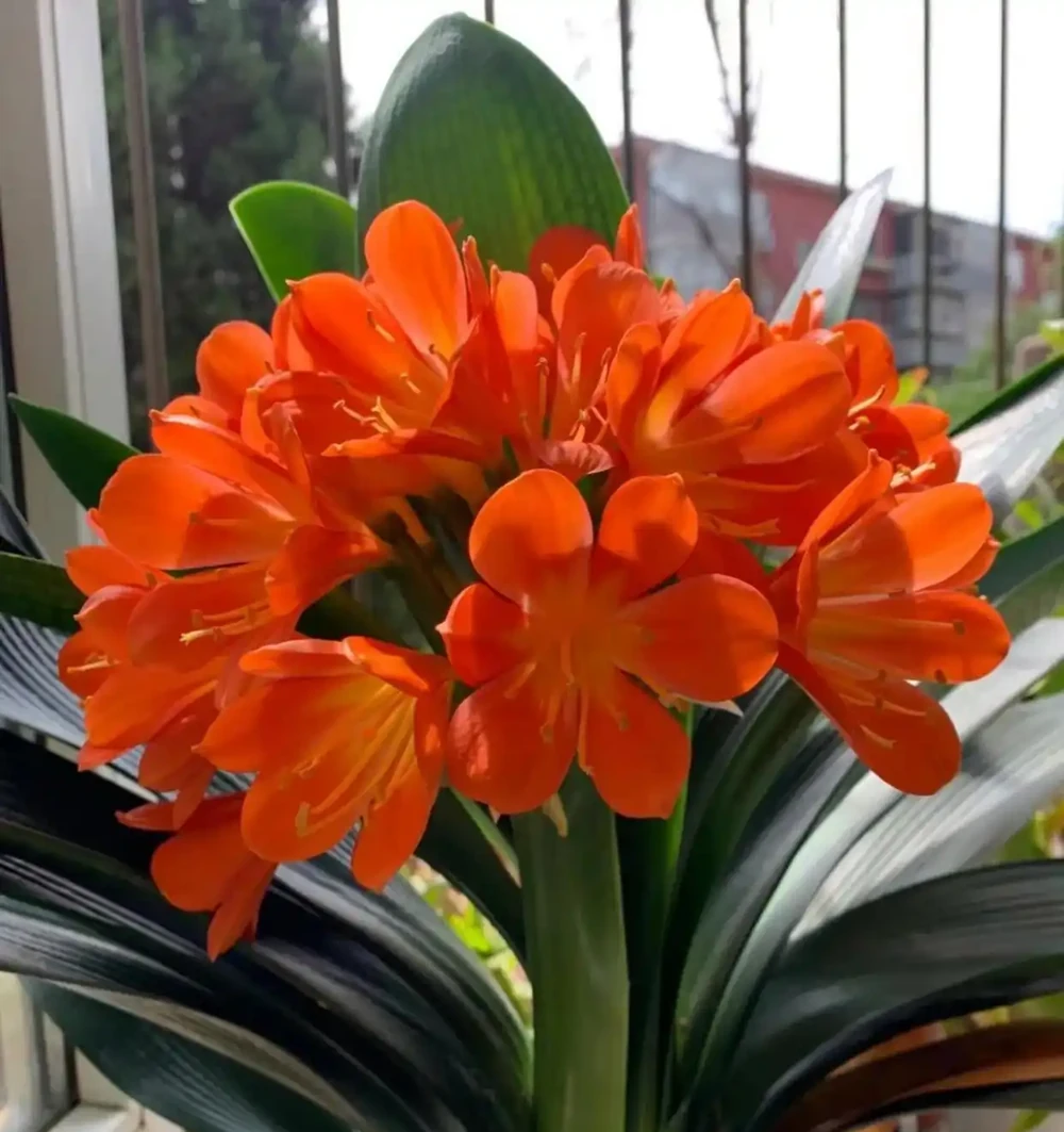 別再亂養花了，這10種花寓意好又好養，養起來旺人、旺宅！