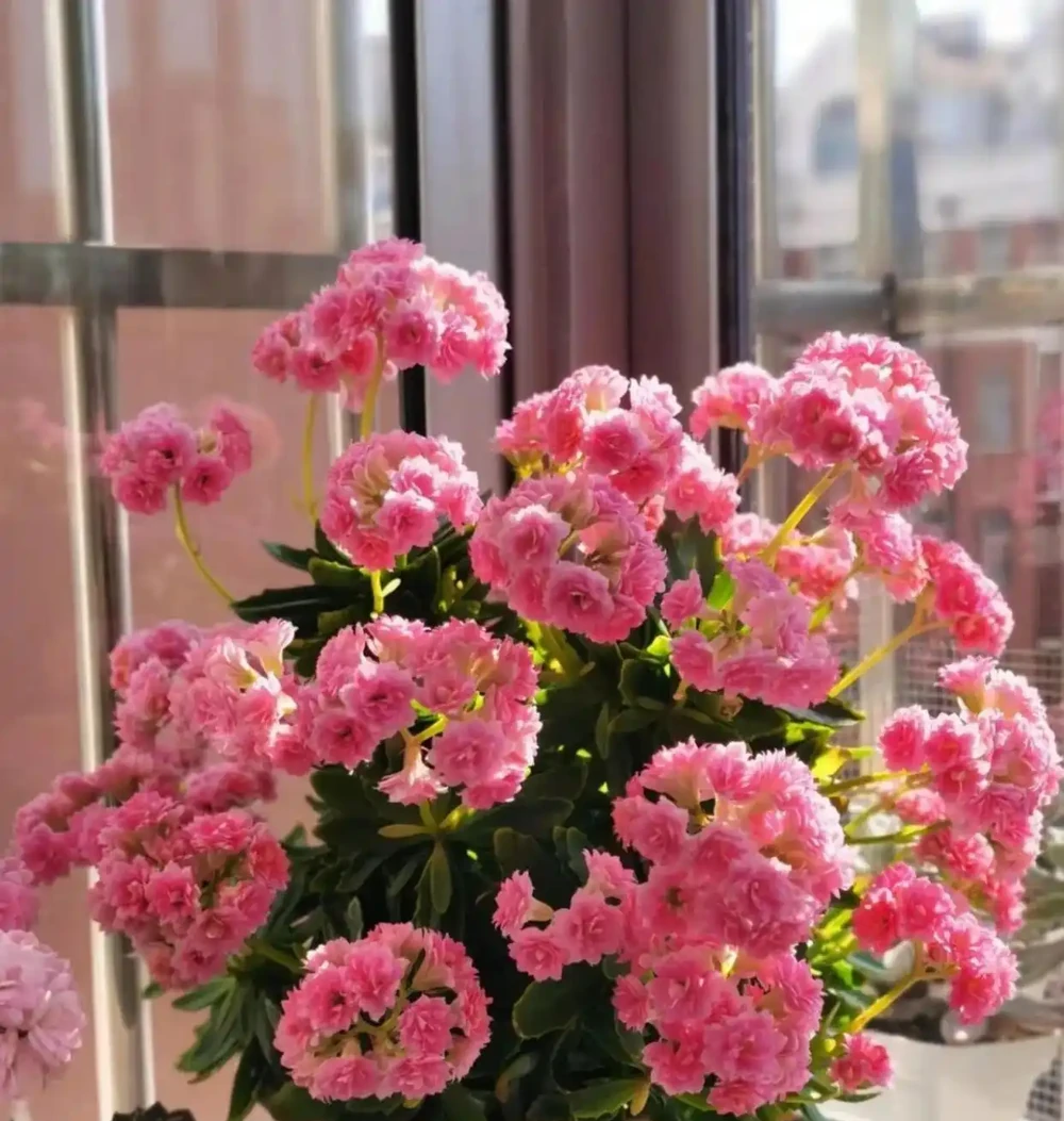 別再亂養花了，這10種花寓意好又好養，養起來旺人、旺宅！