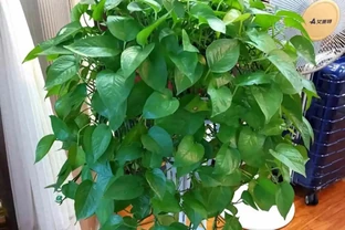 別再亂養花了，這10種花寓意好又好養，養起來旺人、旺宅！