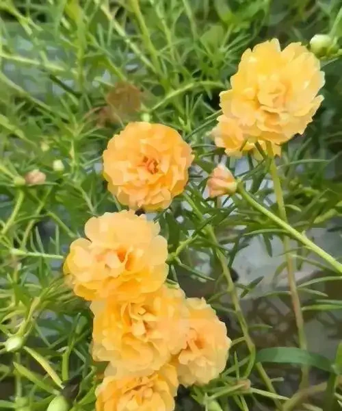 6 月陽臺盆栽:9 種 「曬不死」 花草清單,最後一種能開 100 天
