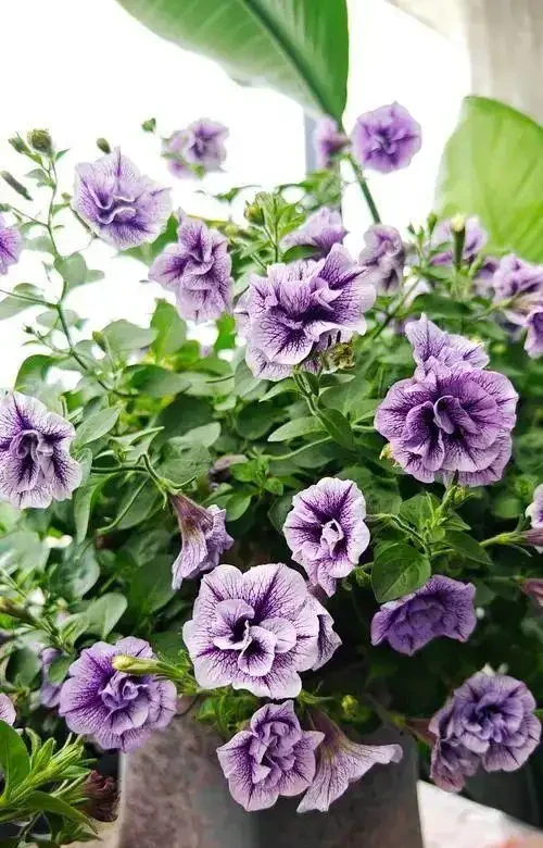6 月陽臺盆栽:9 種 「曬不死」 花草清單,最後一種能開 100 天