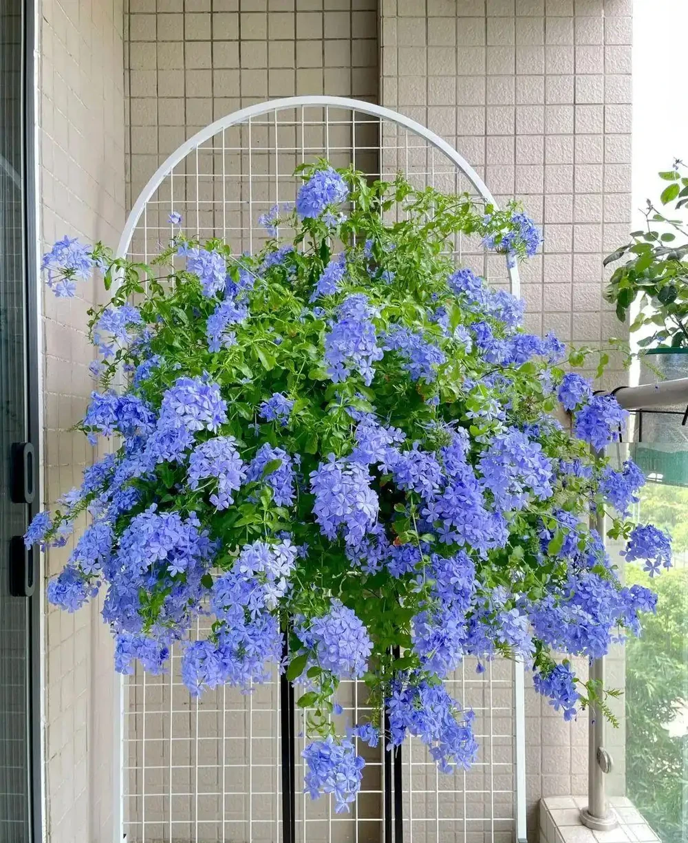 6 月陽臺盆栽:9 種 「曬不死」 花草清單,最後一種能開 100 天
