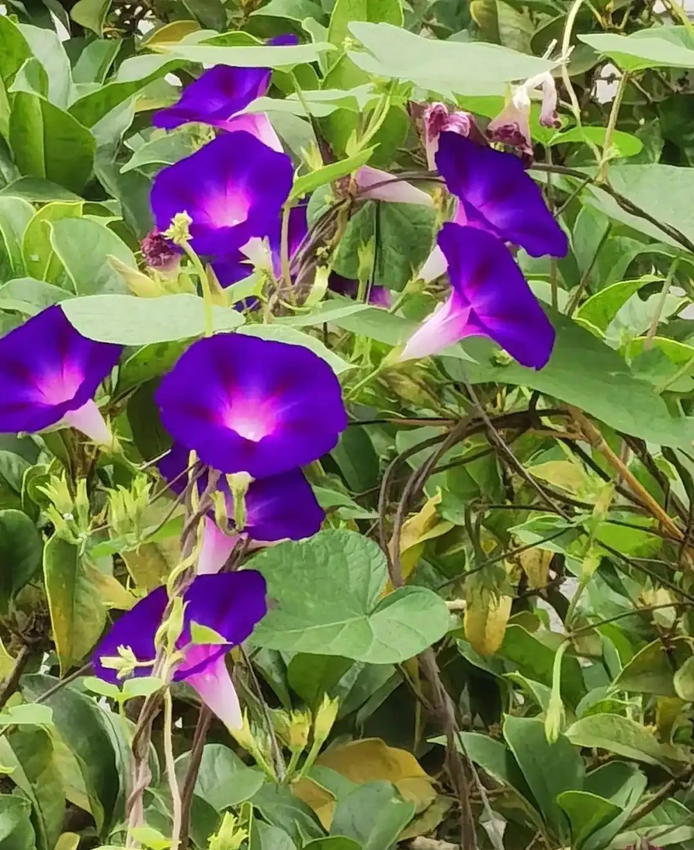 6 月陽臺盆栽:9 種 「曬不死」 花草清單,最後一種能開 100 天
