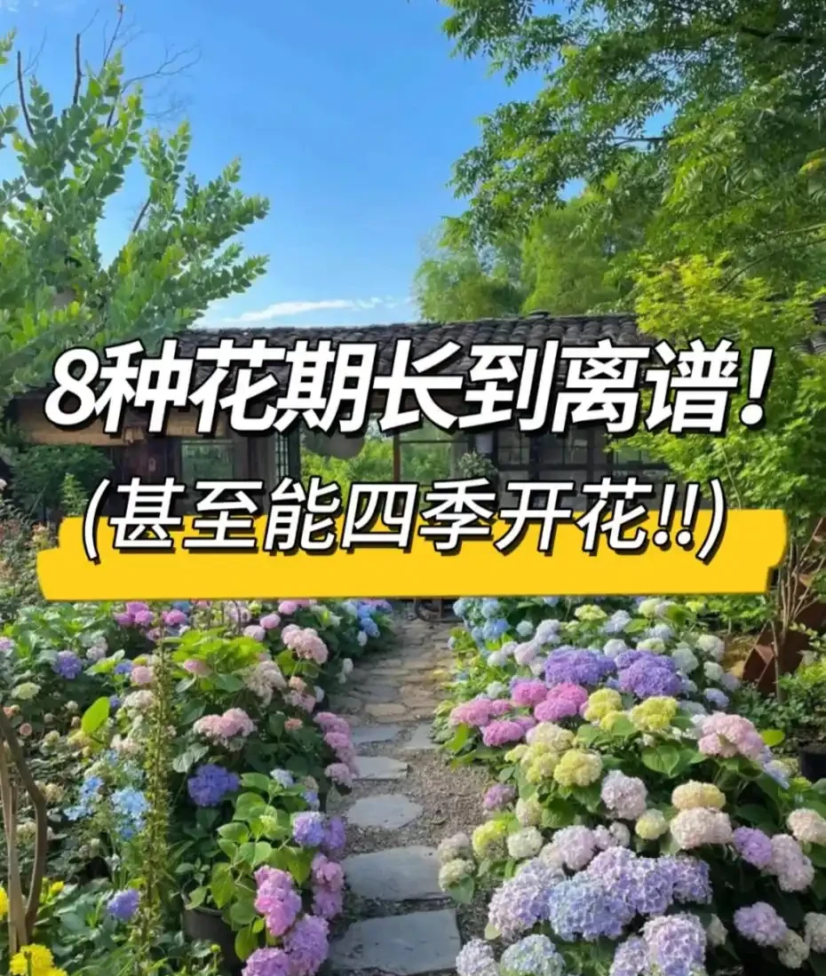 這8種花,開花期長到離譜!養好了,甚至一年四季都能開花!