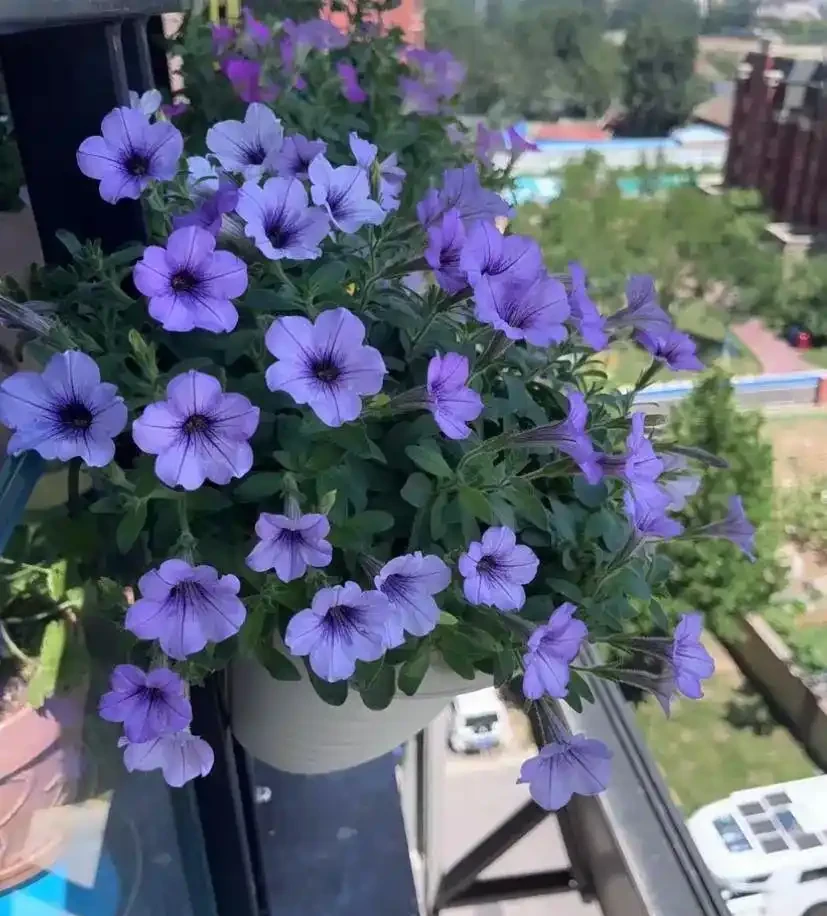 6 月陽臺盆栽:9 種 「曬不死」 花草清單,最後一種能開 100 天