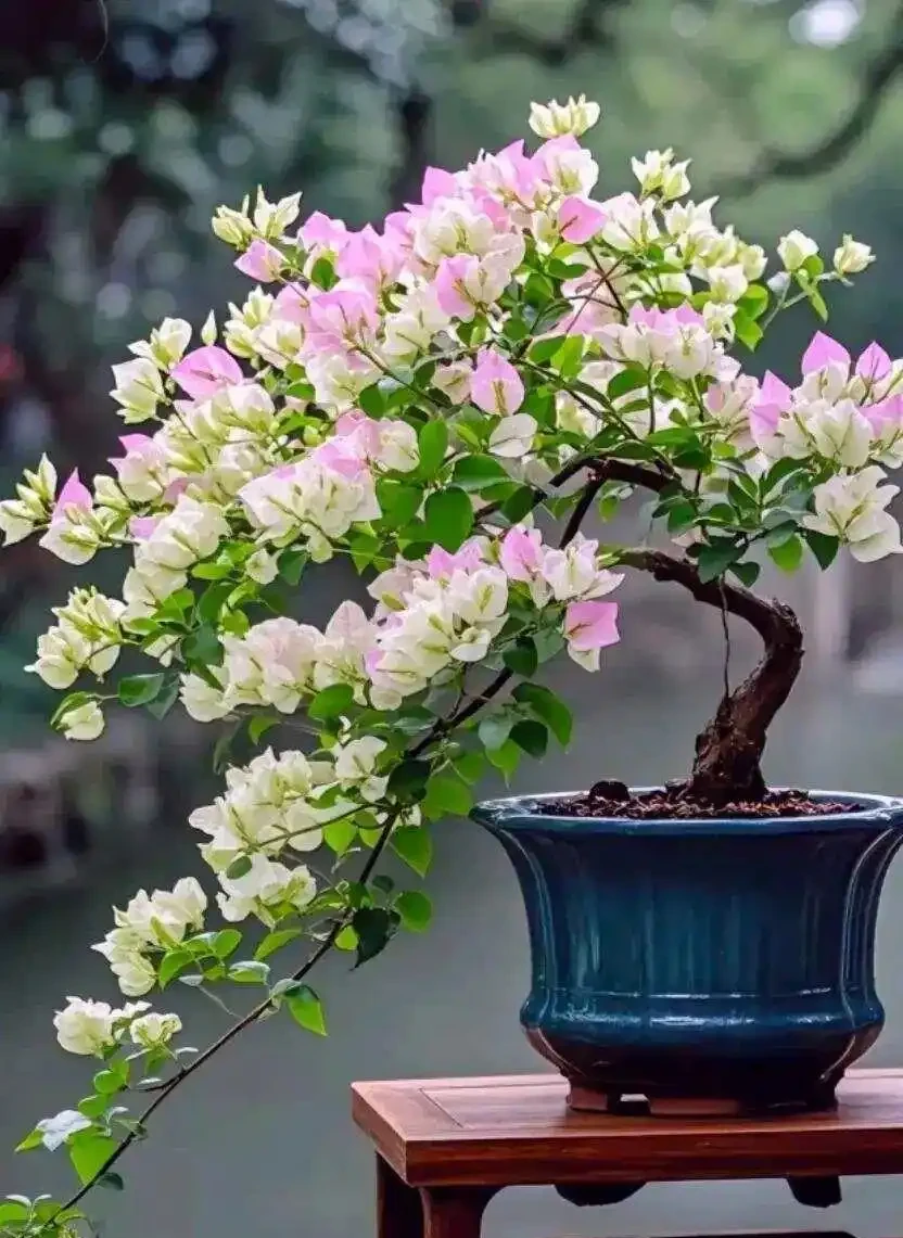6 月陽臺盆栽:9 種 「曬不死」 花草清單,最後一種能開 100 天