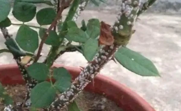 北方地植玫瑰怎麼過冬?變色玫瑰的種植yyif