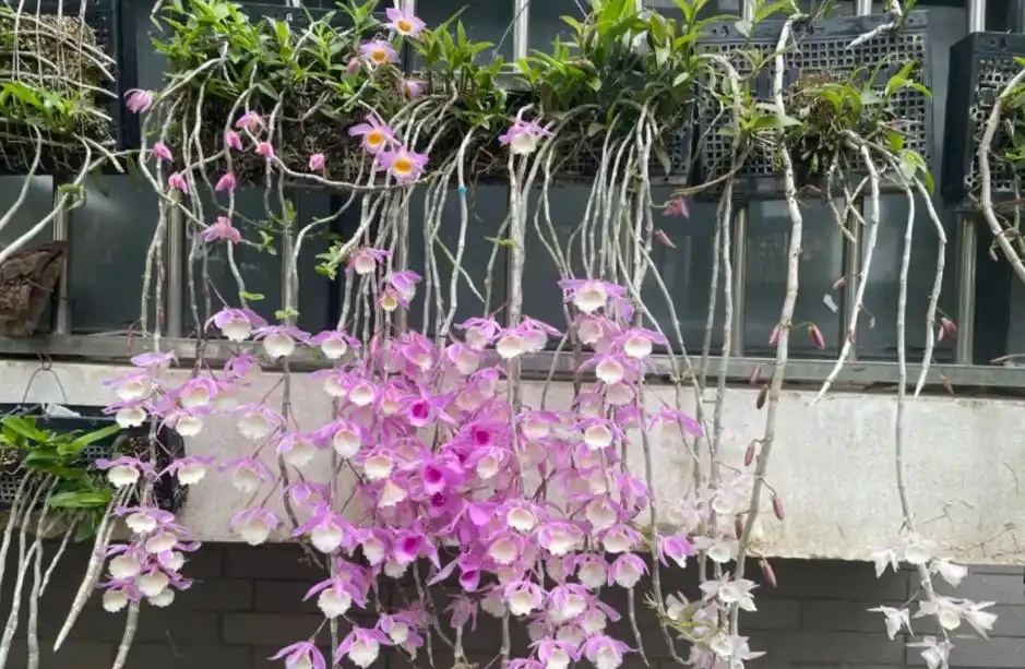 這8種花,開花期長到離譜!養好了,甚至一年四季都能開花!