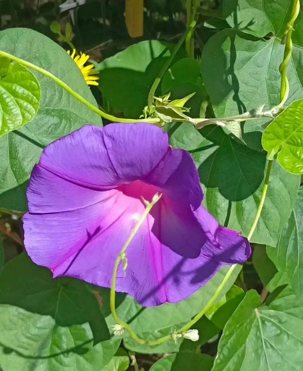 6 月陽臺盆栽:9 種 「曬不死」 花草清單,最後一種能開 100 天