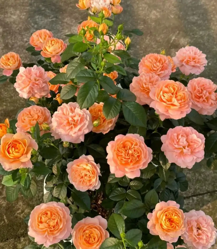 這8種花,開花期長到離譜!養好了,甚至一年四季都能開花!
