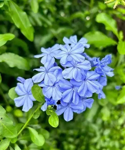 6 月陽臺盆栽:9 種 「曬不死」 花草清單,最後一種能開 100 天