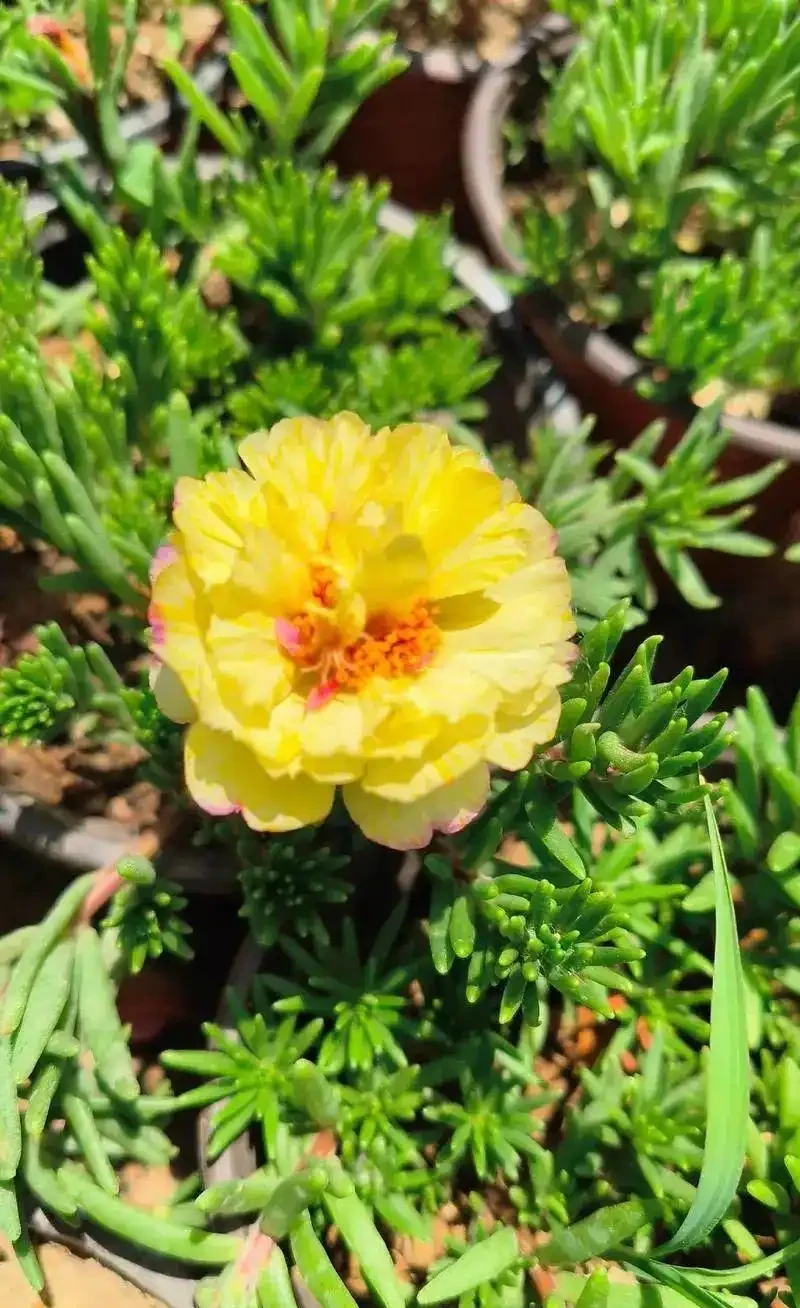 6 月陽臺盆栽:9 種 「曬不死」 花草清單,最後一種能開 100 天