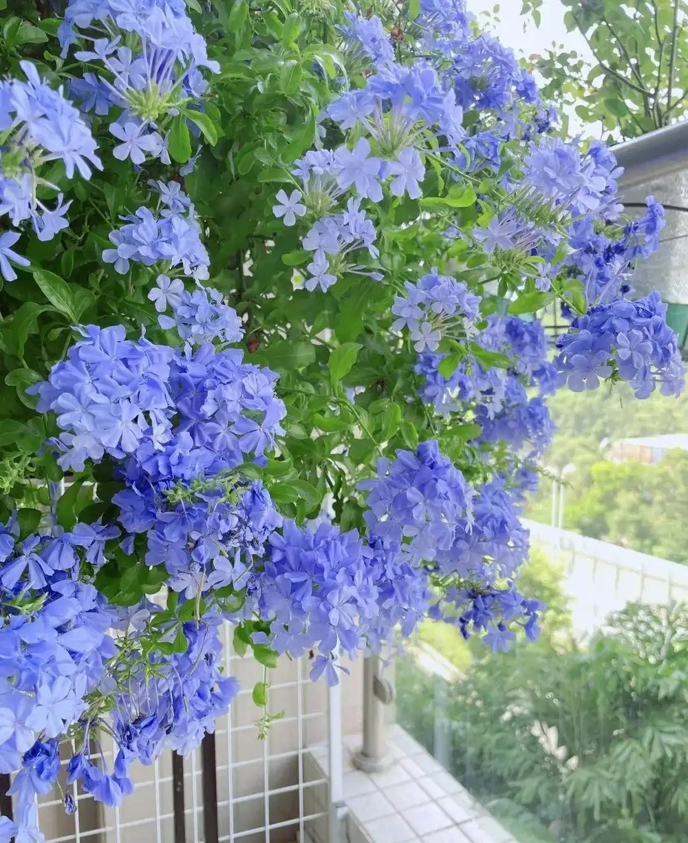 6 月陽臺盆栽:9 種 「曬不死」 花草清單,最後一種能開 100 天