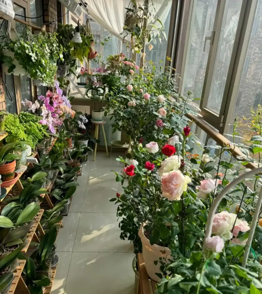 這8種花,開花期長到離譜!養好了,甚至一年四季都能開花!