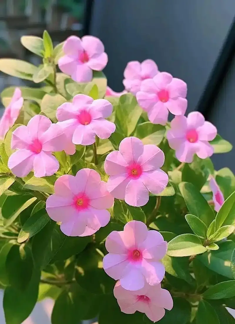 6 月陽臺盆栽:9 種 「曬不死」 花草清單,最後一種能開 100 天