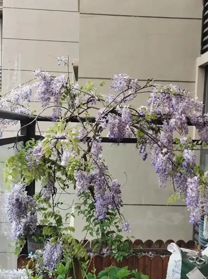 這8種花,開花期長到離譜!養好了,甚至一年四季都能開花!
