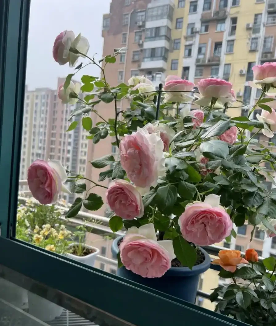 這8種花,開花期長到離譜!養好了,甚至一年四季都能開花!