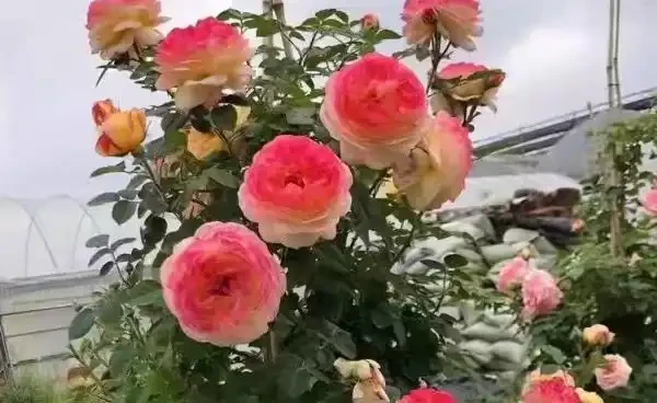 北方地植玫瑰怎麼過冬?變色玫瑰的種植yyif