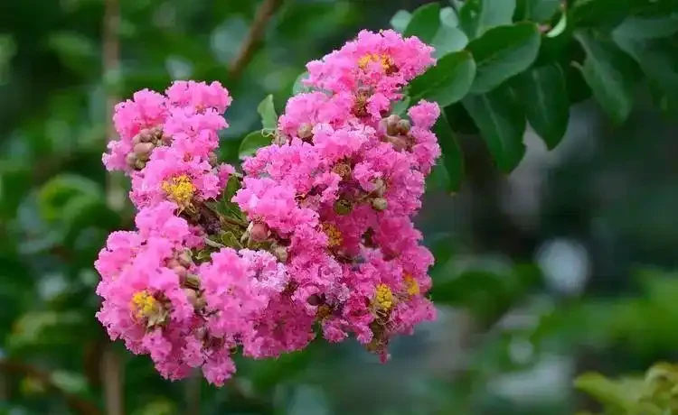 6 月陽臺盆栽:9 種 「曬不死」 花草清單,最後一種能開 100 天