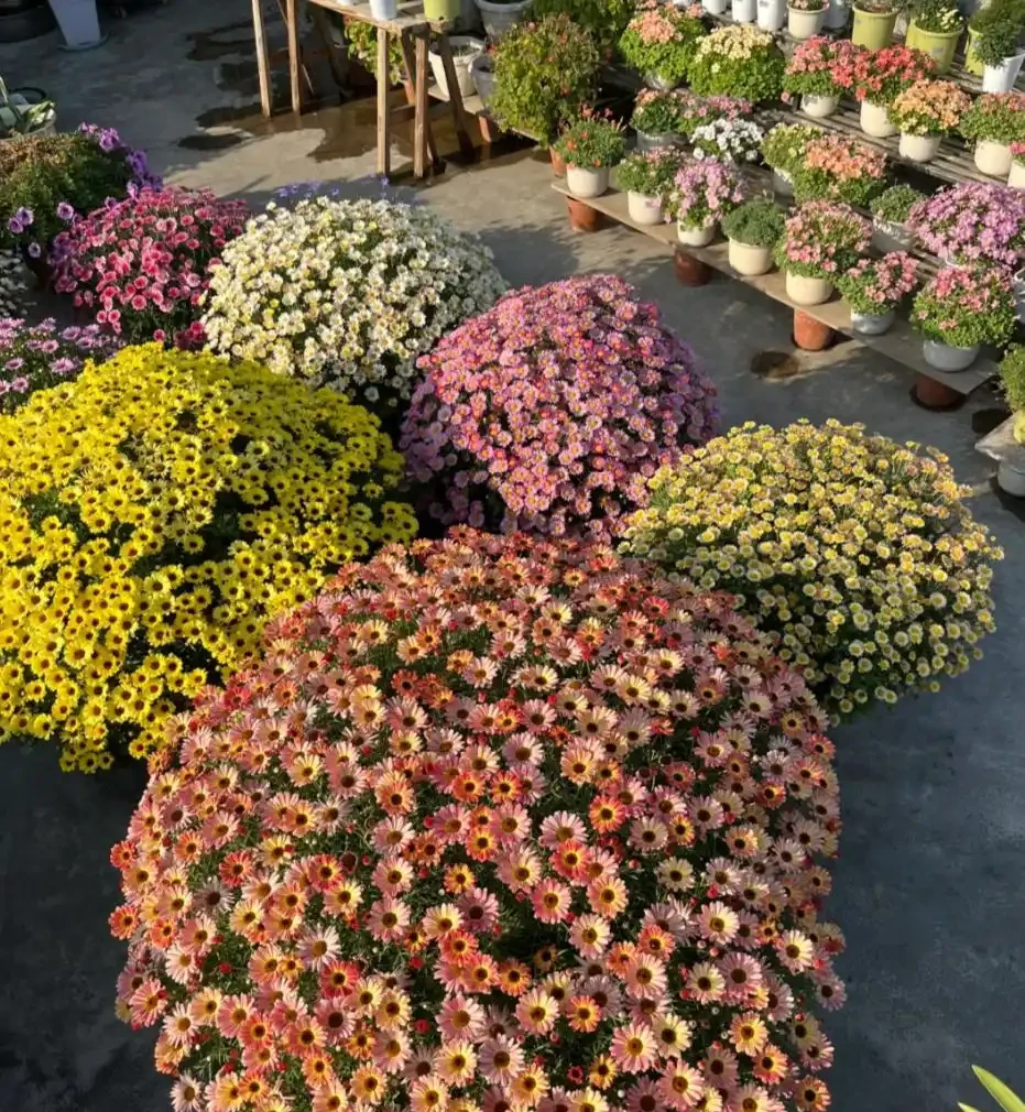 這8種花,開花期長到離譜!養好了,甚至一年四季都能開花!