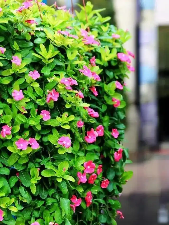 6 月陽臺盆栽:9 種 「曬不死」 花草清單,最後一種能開 100 天